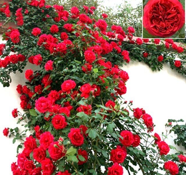 300 sementes de flor rosa trepadeira vermelha hy ll